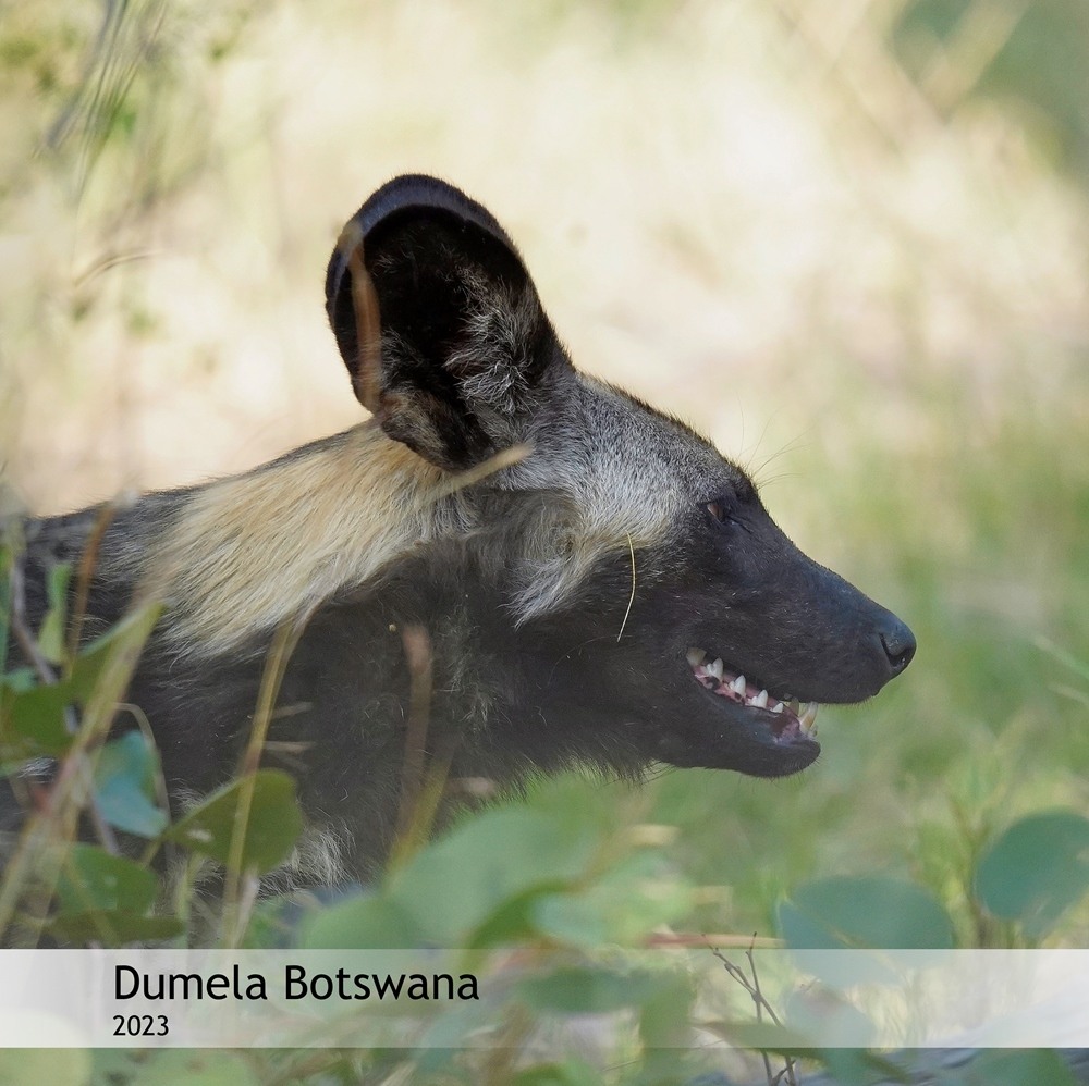 Dumela Botswana ebook cover