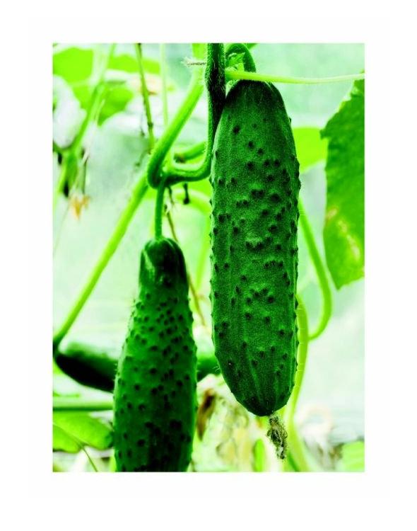 Images You Should Not Masturbate To ebook cover