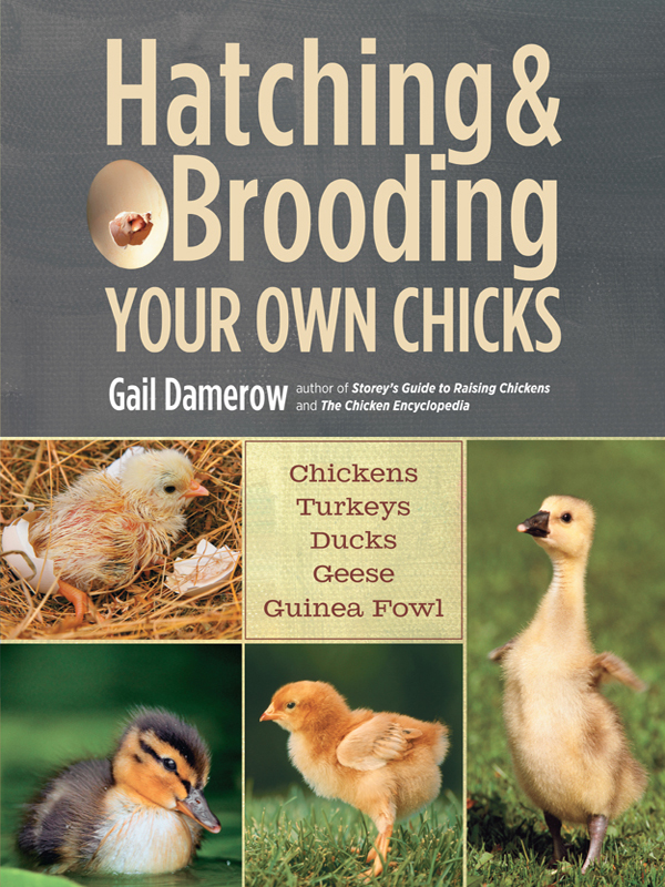 Hatching & Brooding Your Own Chicks ebook cover
