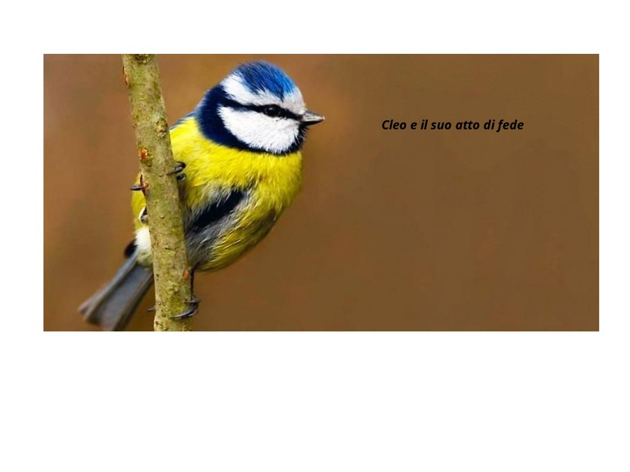 Libro nuevo ebook cover