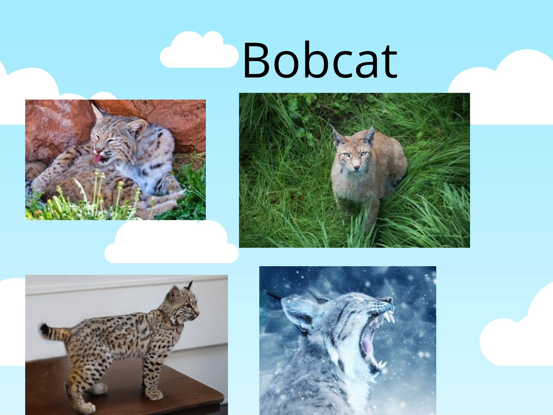 En ny bok ebook cover