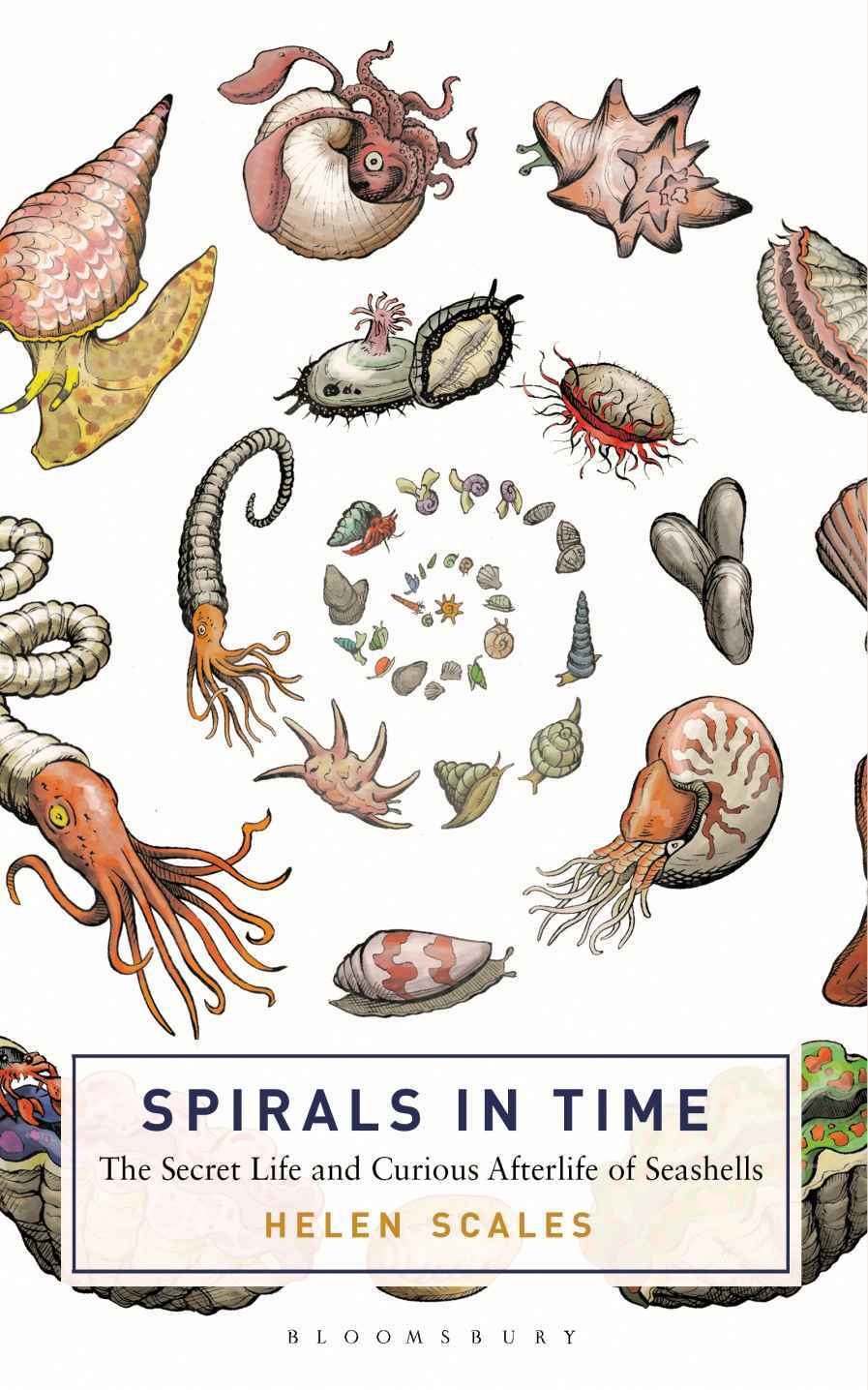 Spirals in Time: The Secret Life and Curious Afterlife of Seashells ebook cover